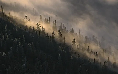 Free download Nature Trees Outdoor Landscape 4K Wallpaper, Wallpaper(s) website provided.