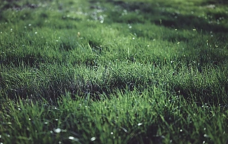 Free download grass plant outdoor photography poke nature dew 4K wallpaper, Wallpaper(s) website provided.