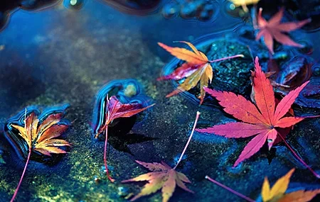 Free download Water Autumn Red Leaves Maple Leaves 4K Wallpaper, Wallpaper(s) website provided.