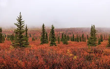 Free download Shrubs Pines Landscape Nature Fog Autumn 8K Wallpaper, Wallpaper(s) website provided.