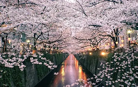 Free download Nature Flowers Sakura 4K Wallpaper, Wallpaper(s) website provided.