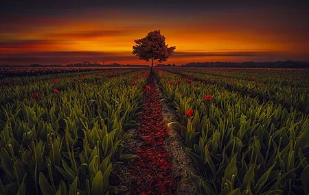 Free download Nature Sunset Fields Trees Tulips Landscape Golden Moment Photography Red Petals Plants Low Light 4K Wallpaper, Wallpaper(s) website provided.