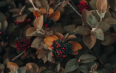 Free download Flowers Berries Plants Nature 4K Wallpaper, Wallpaper(s) website provided.