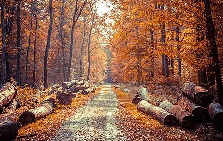 Free download Road Forest Leaves Trees 4K Wallpaper, Wallpaper(s) website provided.
