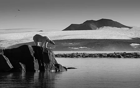 Free download Photography nature sky snow ice environment sunny sky frost calm water landscape rock winter cold rock polar bear monochrome wilderness 4K wallpaper, Wallpaper(s) website provided.
