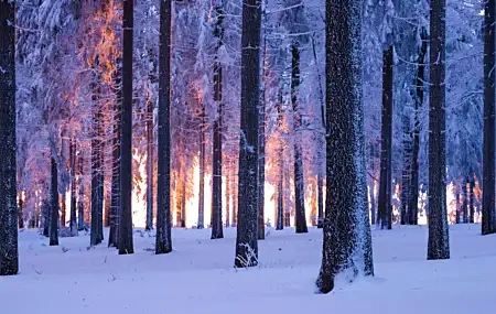 Free download Forest Snow Trees Sunset Nature 4K Wallpaper, Wallpaper & 7wallpaper