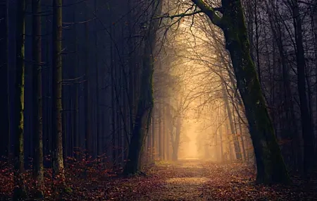 Free download Nature Landscape Forest Autumn Trees Sunshine Shadow 4K Wallpaper, Wallpaper & 7wallpaper