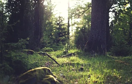 Free download Forest Sunshine Nature Photography Trees Grass Plants 4K Wallpaper, Wallpaper & 7wallpaper