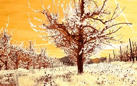 Free download Trees Flowers Yellow Grass Nature Sky Branches Mountains Sunset Sunset Sunset 4K Wallpaper, Wallpaper & 7wallpaper