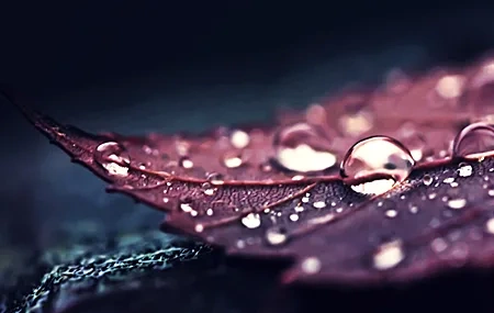 Free download Nature leaves water macro water droplets plant 4K wallpaper, Wallpaper & 7wallpaper