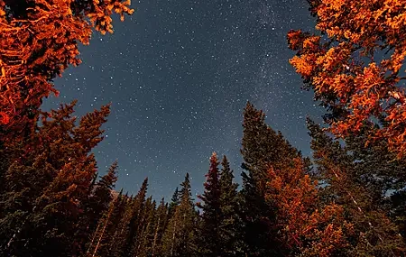 Free download Nature Trees Forest Scenery Starry Night 4K Wallpaper, Wallpaper & 7wallpaper