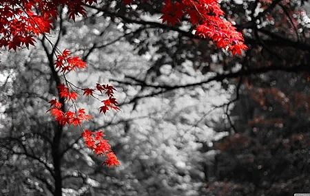 Free download Maple Leaf Bokeh Photos Trees Plants 4K Wallpaper, Wallpaper & 7wallpaper