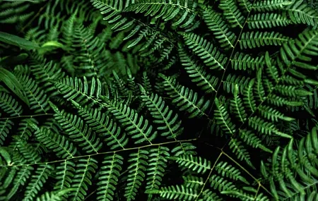 Free download Plant fern green leaves 4K wallpaper, Wallpaper & 7wallpaper