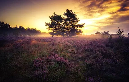 Free download Nature Landscape Field Flowers Clouds Sunshine Trees Sky 4K Wallpaper, Wallpaper & 7wallpaper