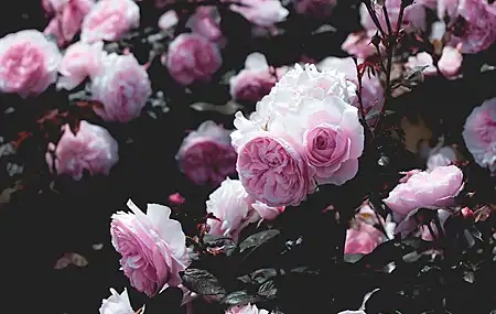 Free download Flowers Pink Nature Photography Rose Depth of Field Leaves Mobile Wallpaper 4K Wallpaper, Wallpaper(s) website provided.