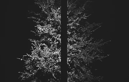 Free download Photography Trees Minimalism Black Modern Plants Lamp Post Street Lights Monochrome 4K Wallpaper, Wallpaper(s) website provided.