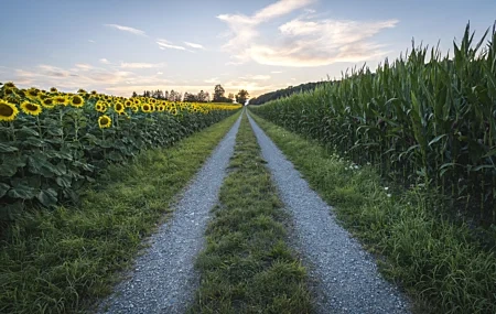Free download Landscape Nature Meadow Sunflower Clouds Sky 4K Wallpaper, Wallpaper(s) website provided.
