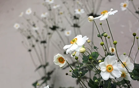 Free download Flowers Nature Leaves Depth of Field Close-up 4K Wallpaper, Wallpaper(s) website provided.