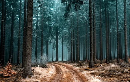 Free download frost frozen landscape nature road trees forest fog brown green 4K wallpaper, Wallpaper & 7wallpaper