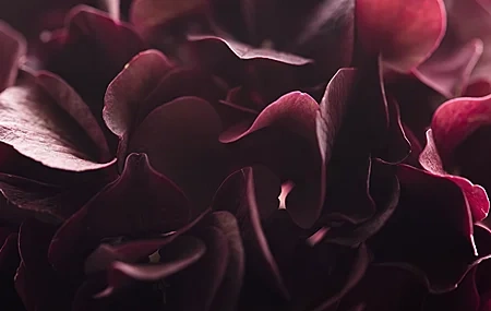 Free download Macro Plant Nature Depth of Field 4K Wallpaper, Wallpaper & 7wallpaper