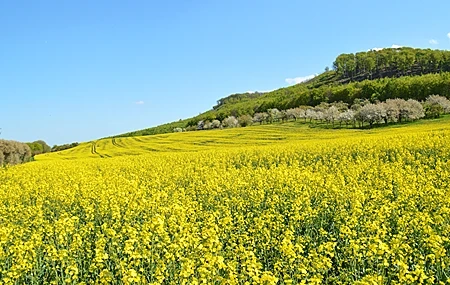 Free download Nature Field Flower Sky Spring Rapeseed Flower 4K Wallpaper, Wallpaper & 7wallpaper