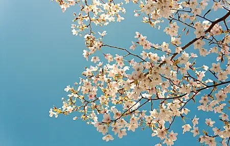 Free download Trees Cherry Blossom Plants 4K Wallpaper, Wallpaper & 7wallpaper