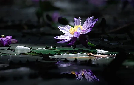 Free download Photography Nature Flower Reflection Water Lily Blur Background Closeup 4K Wallpaper, Wallpaper & 7wallpaper