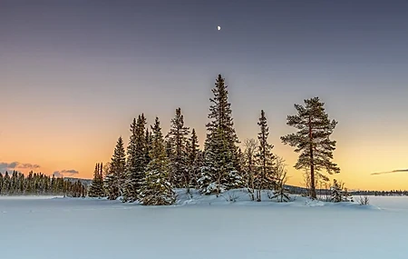 Free download Nature Landscape Winter Snow Orange Sky Pine Trees 4K Wallpaper, Wallpaper & 7wallpaper