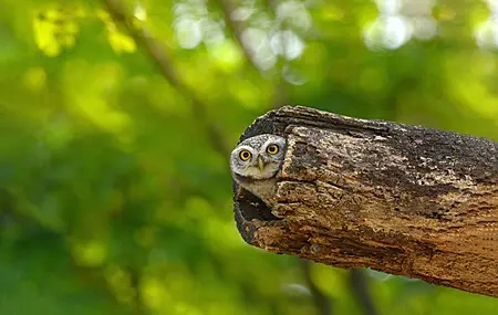 Free download Owl Stump Forest Nature Wood Birds 4K Wallpaper, Wallpaper & 7wallpaper