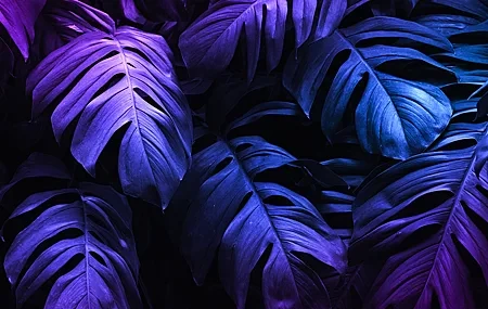 Free download Plant Leaves Nature Pink Purple Shadow Closeup 4K Wallpaper, Wallpaper & 7wallpaper