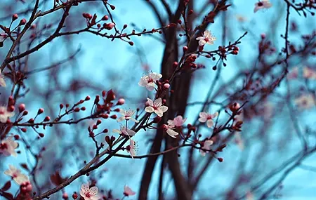 Free download cherry blossom trees flowers white red nature close-up 4K wallpaper, Wallpaper & 7wallpaper