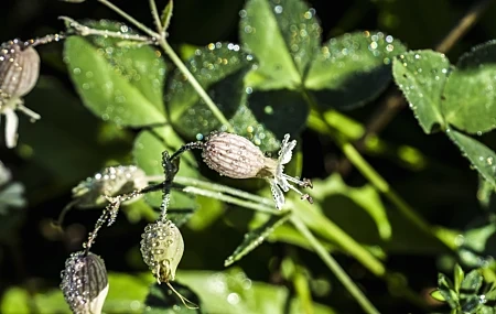 Free download green flowers plant water drops nature photography bokeh macro closeup leaves computer wallpaper 4K wallpaper, Wallpaper & 7wallpaper