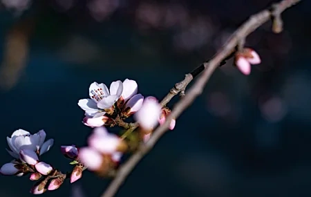 Free download Flowers petals nature close-up depth of field branches computer wallpaper 4K wallpaper, Wallpaper & 7wallpaper