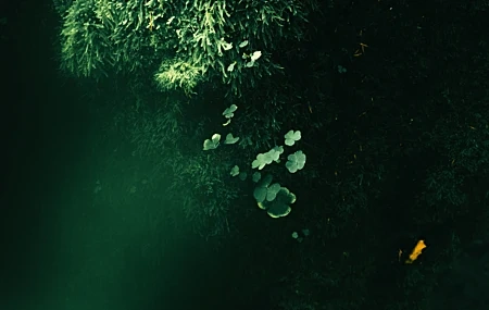 Free download Nature Moss Crocodile Trees Sunshine 4K Wallpaper, Wallpaper & 7wallpaper