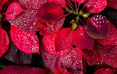 Free download Red Plant Leaves Water Drops Nature Portrait Display Close-up Depth of Field Computer Wallpaper 4K Wallpaper, Wallpaper & 7wallpaper