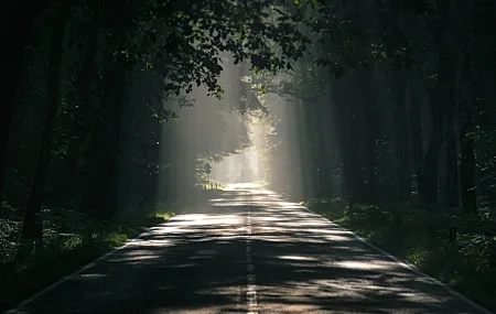 Free download Nature Asphalt Dark Forest Environment Path Sunshine Shadow 4K Wallpaper, Wallpaper & 7wallpaper