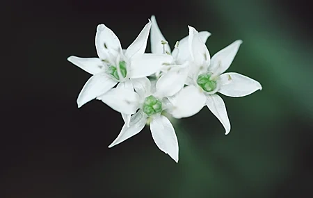 Free download Photography Plants Nature Flowers Macro Minimalism Closeup Computer Wallpaper 4K Wallpaper, Wallpaper & 7wallpaper