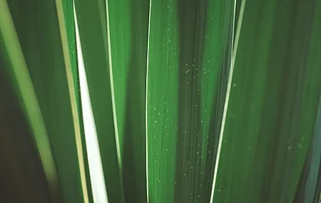 Free download Plant Photography Outdoor Nature Leaves Close-up Minimalism Computer Wallpaper 4K Wallpaper, Wallpaper & 7wallpaper