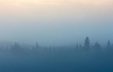 Free download Fog Trees Landscape Blue Shape Forest 4K Wallpaper, Wallpaper & 7wallpaper