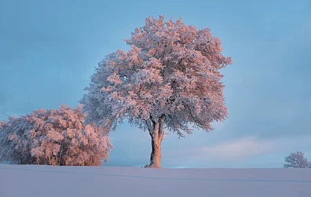 Free download White pink trees snow clear sky cloud nature bright computer wallpaper 4K wallpaper, Wallpaper & 7wallpaper