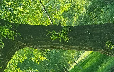 Free download Nature Green Trees Grass Leaves Fresh Eye Protection Computer Wallpaper 4K Wallpaper, Wallpaper & 7wallpaper