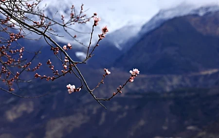 Free download Tibet China Snow Peak Plum Blossom Nature Landscape Mountains Computer Wallpaper 8K Wallpaper, Wallpaper & 7wallpaper