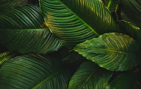 Free download Nature leaves green plants fresh eye protection computer wallpaper 4K wallpaper, Wallpaper & 7wallpaper