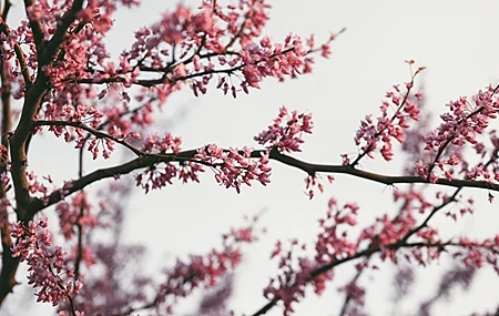 Free download Nature Photography Outdoor Flowers Pink Flowers Dusk Spring Trees Branches Bright Oriental Computer Wallpaper 4K Wallpaper, Wallpaper & 7wallpaper