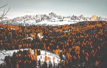 Free download Snow Trees Forest Snow Mountain Nature Computer Wallpaper 4K Wallpaper, Wallpaper & 7wallpaper