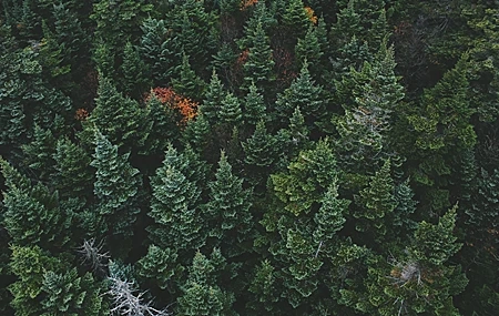 Free download Forest Nature Green Background Aerial View Pines Computer Wallpaper 4K Wallpaper, Wallpaper & 7wallpaper