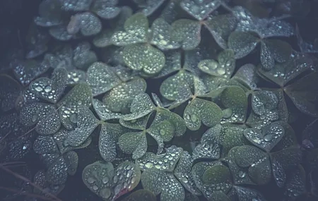 Free download Clover Water Drop Plant Green Healing Fresh Eye Protection Computer Wallpaper 4K Wallpaper, Wallpaper & 7wallpaper