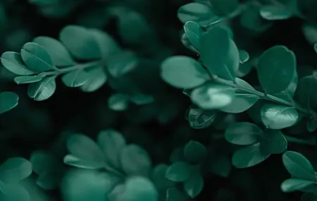 Free download Photography Plants Leaves Green Eye Protection Fresh Healing Shrub Computer Wallpaper 4K Wallpaper, Wallpaper & 7wallpaper