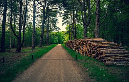 Free download Forest wood green nature road trees environment path wood computer wallpaper 4K wallpaper, Wallpaper(s) website provided.