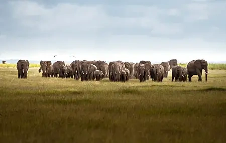 Free download Nature Landscape Grass Elephant Bird Cloud Computer Wallpaper 8K Wallpaper, Wallpaper & 7wallpaper